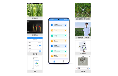 嘉模堂区小麦表型测量仪IN-XM05